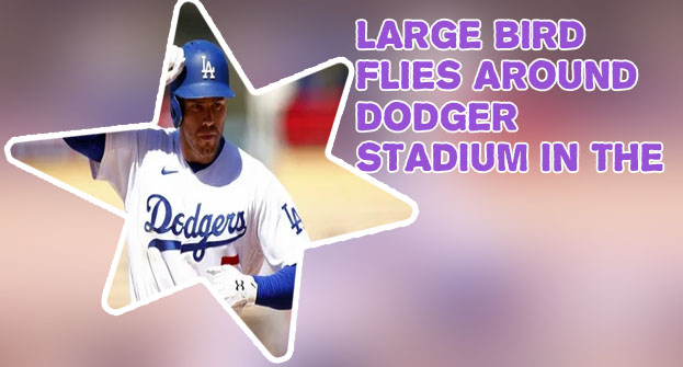 Do the dodgers play today
